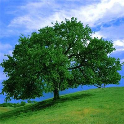 炸金花网络游戏